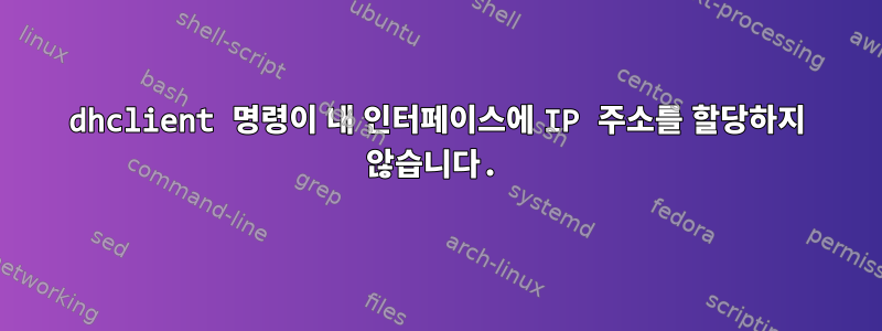 dhclient 명령이 내 인터페이스에 IP 주소를 할당하지 않습니다.