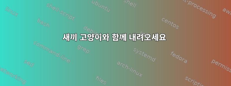 새끼 고양이와 함께 내려오세요