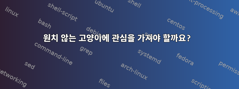 원치 않는 고양이에 관심을 가져야 할까요?